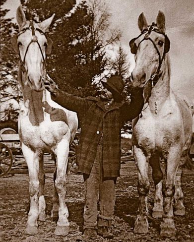 Horse Log Skidding Team