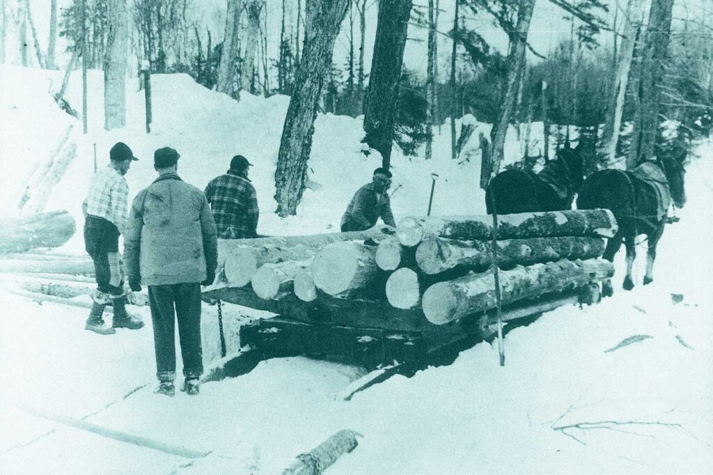 Skidding logs with horses