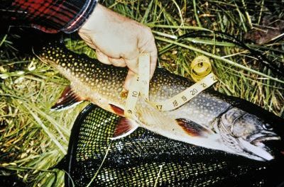 Lost Pond trout